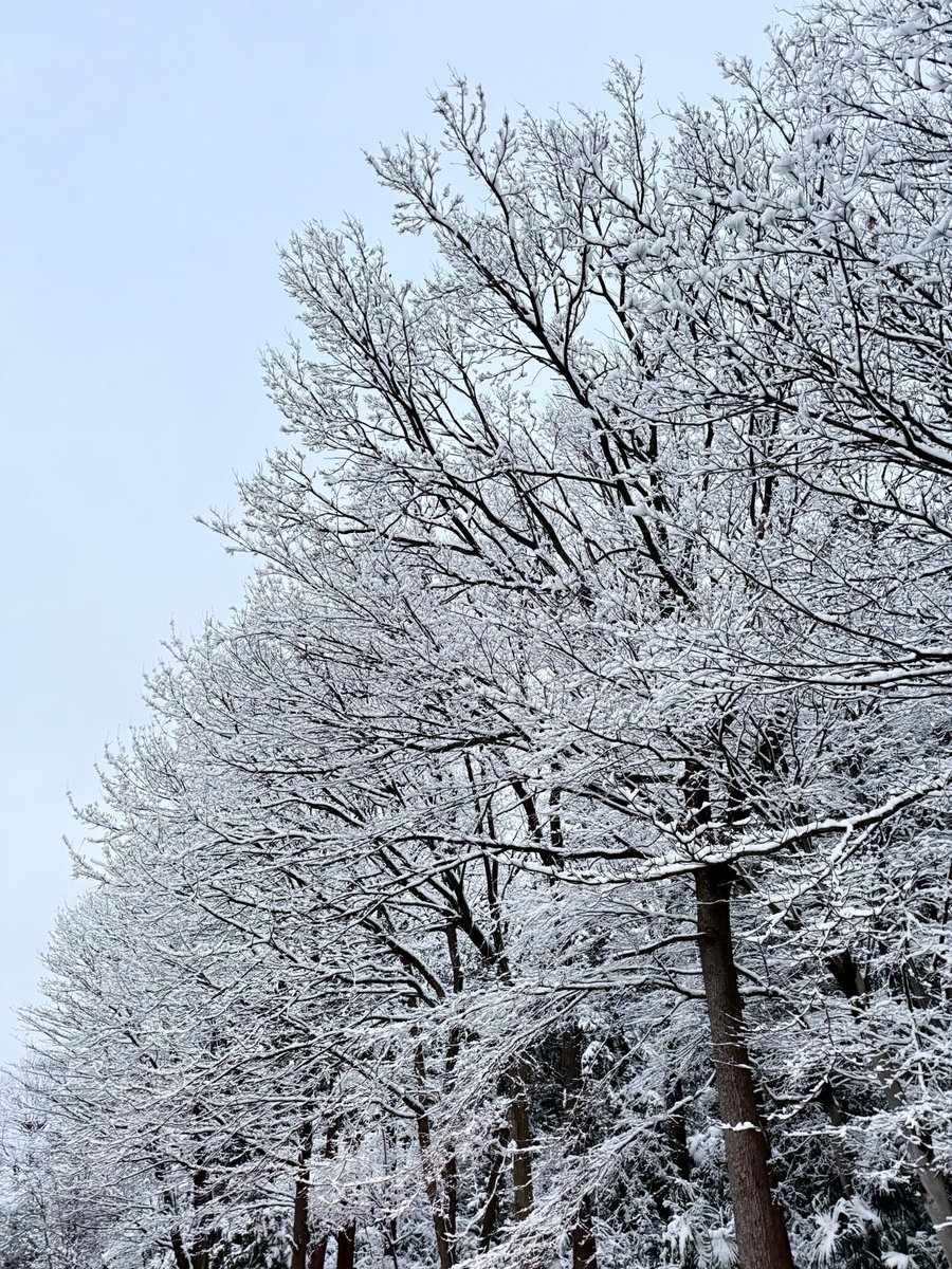 姫野かげまる🐾Kagemaru_Himeno tweet media