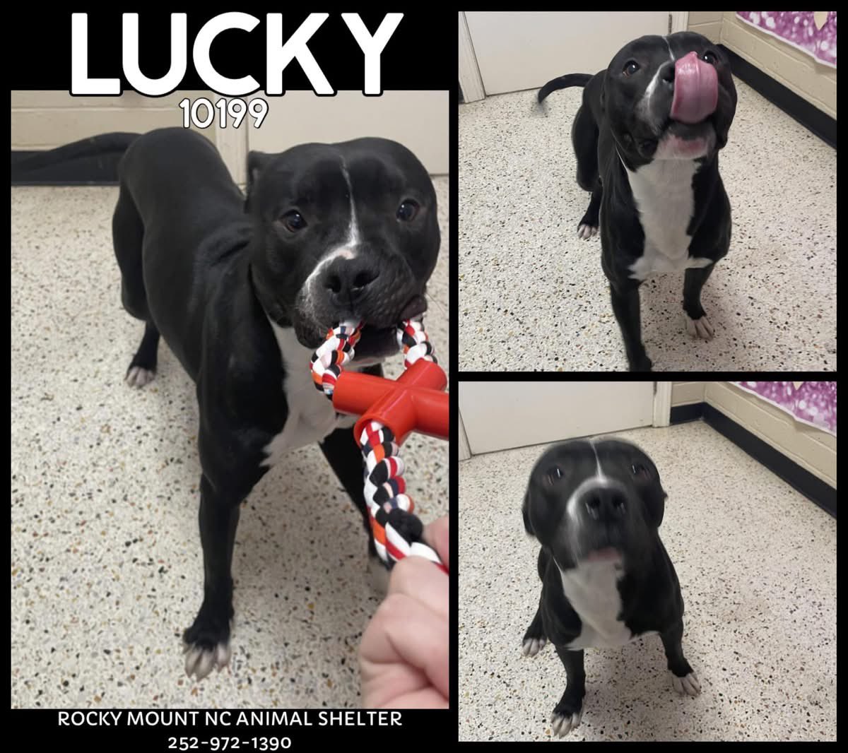 Dubs4Mutts's tweet image. NO OWNER yet for 🐕‍🦺 LUCKY 💜
Rocky Mount, North Carolina 🏡
He will be adoptable Feb 10 🙏🏽
Please share on #SuperBowl2026
He will need an escape plan 2/11
petfinder.com/dog/lucky-1019…