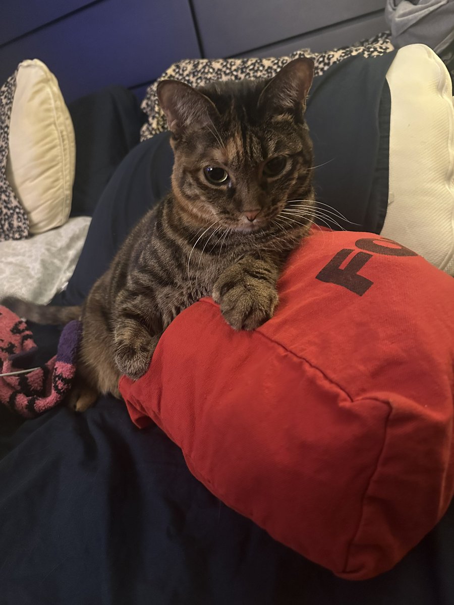 ZacharyLipez's tweet image. Newest @sohoradio show is up on Mixcloud! All the biggest post-punk hits of now and yesteryears! Feat. Adult, Elucid, Radio 4, Twisted Teens, teen suicide, Azar Swan, Landowner, Maryam Saleh, Prostitute, Geese, Juana Molina, Subsonics, Dalek, and more!!! mixcloud.com/sohoradio/abun…