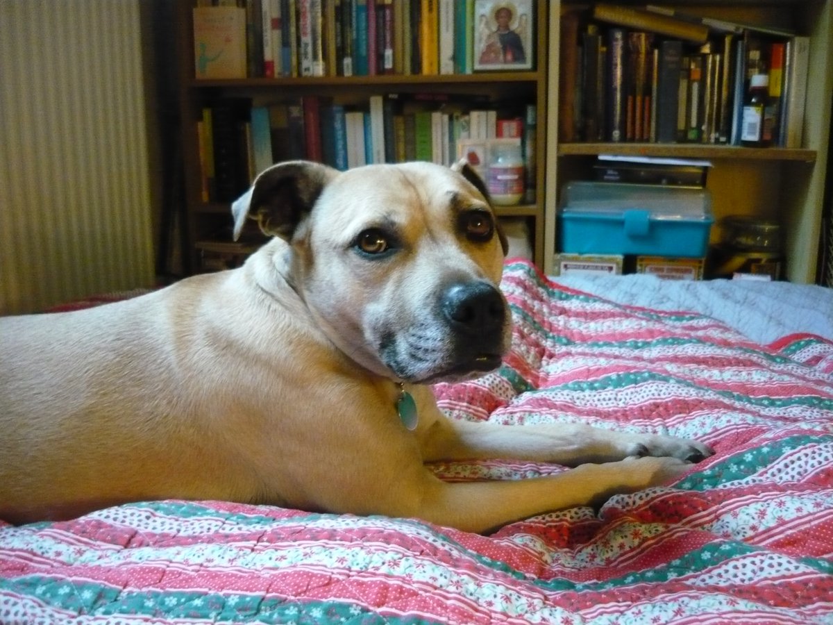 Yesterday my advance reader copy of my new novel 'Crescendo' came through the letterbox. Our dog Buddy immediately attacked it and bit right through the packaging. There are now teeth marks on my book. I suppose this makes it pre-loved...or something.