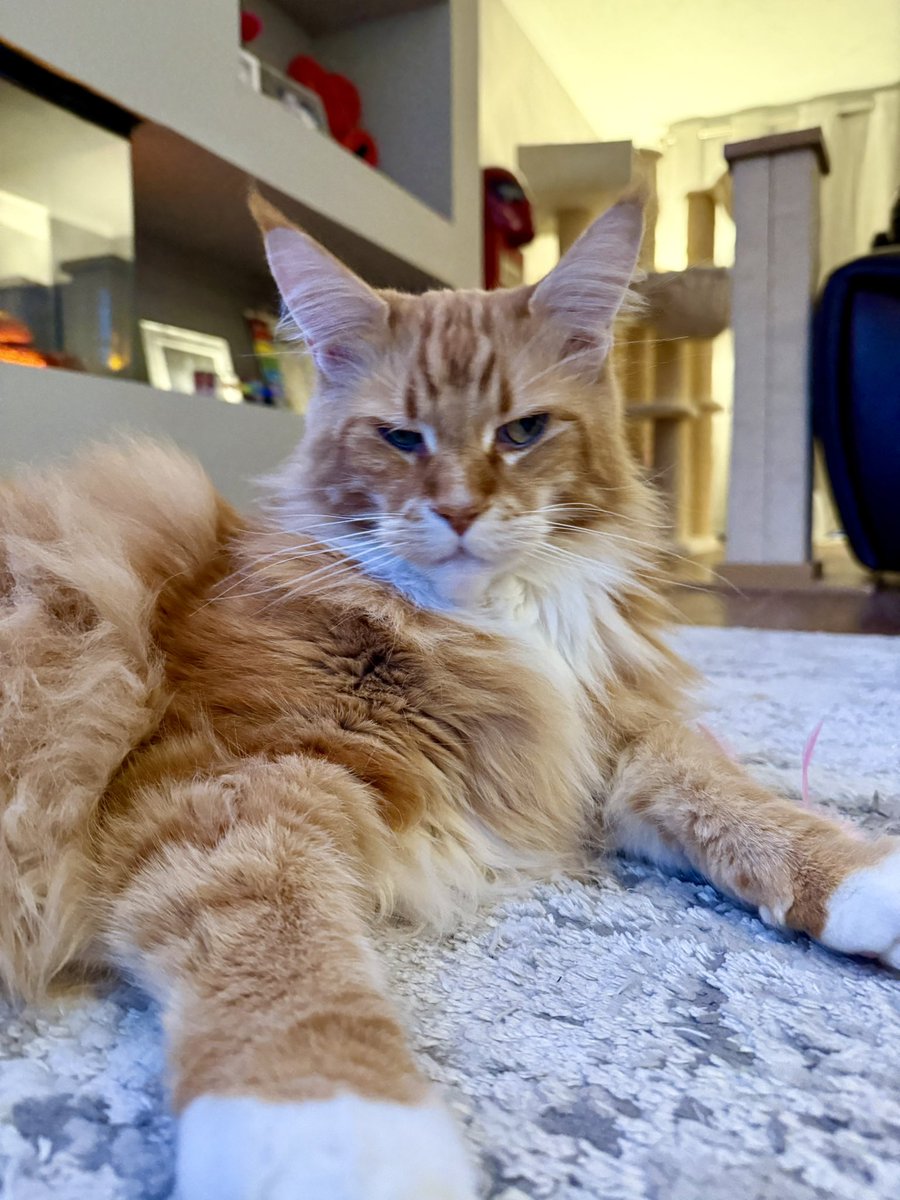 This picture was taken after a series of tense negotiations between Dadmin and Gizmo to get Gizmo into a box. 

The look on his face and lack of box tell you who triumphed 😹😹🦁🦁 #teamfloof #CatsOfTwitter