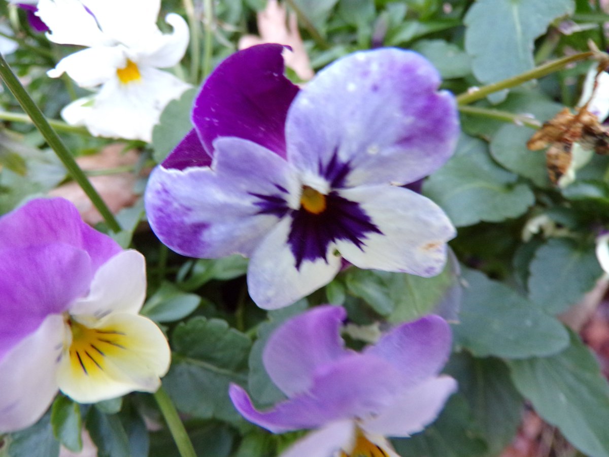 Marie de Jonzac tweet media