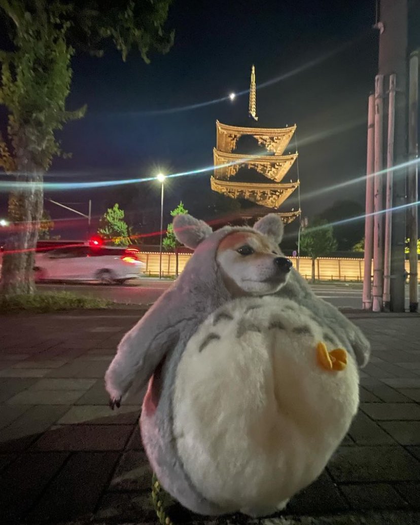 💖 (@twaniimals) on Twitter photo 