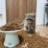 Arkzero0's tweet image. 今回の選挙、自民圧勝は嬉しいけど流石にここまでとは思わなくて、「大量に餌を与えられてドン引きの猫」状態。