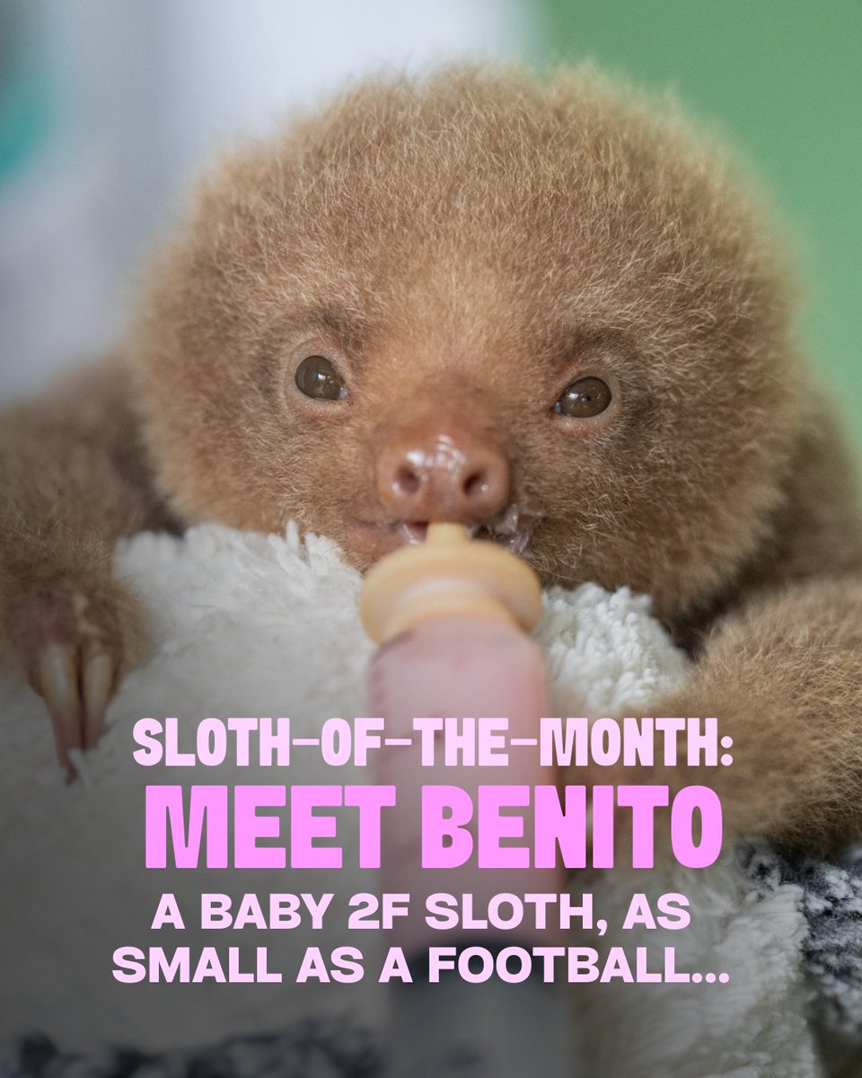The Sloth Institute tweet media