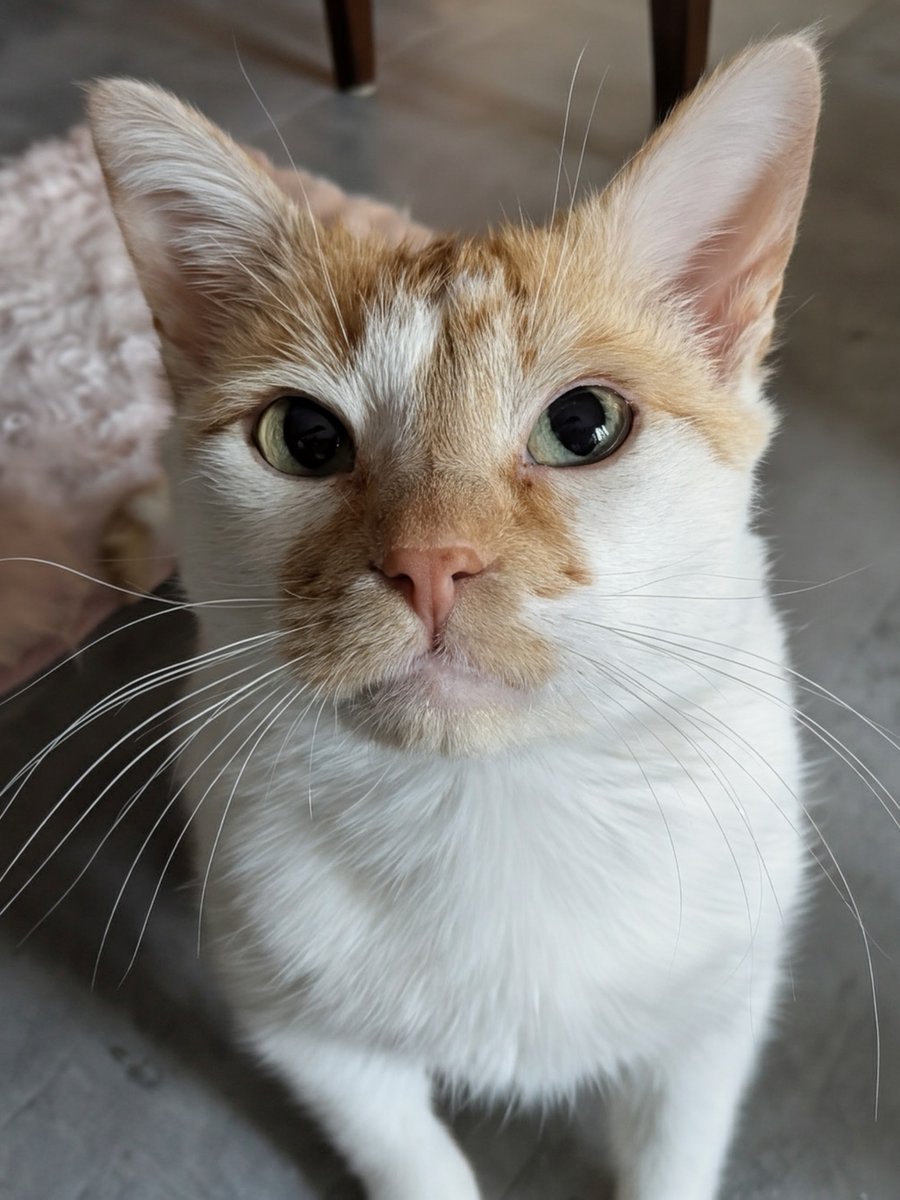 FartyCheddarCat's tweet photo. Figgy, he be bad boy
He jump inside da sheet
As da mama sleeping
He go attak her feet
I pounce him on da bed top
We wessles on da flor
We makes a bunch of noyz
Den I chase him out da dor
#CheddarPoetry #FiggyBad #IBeGood #IProtekDaMamaFwomFiggyFootMonster #MamaGotUpRiteAfter https://t.co/0YAZvrm40Z