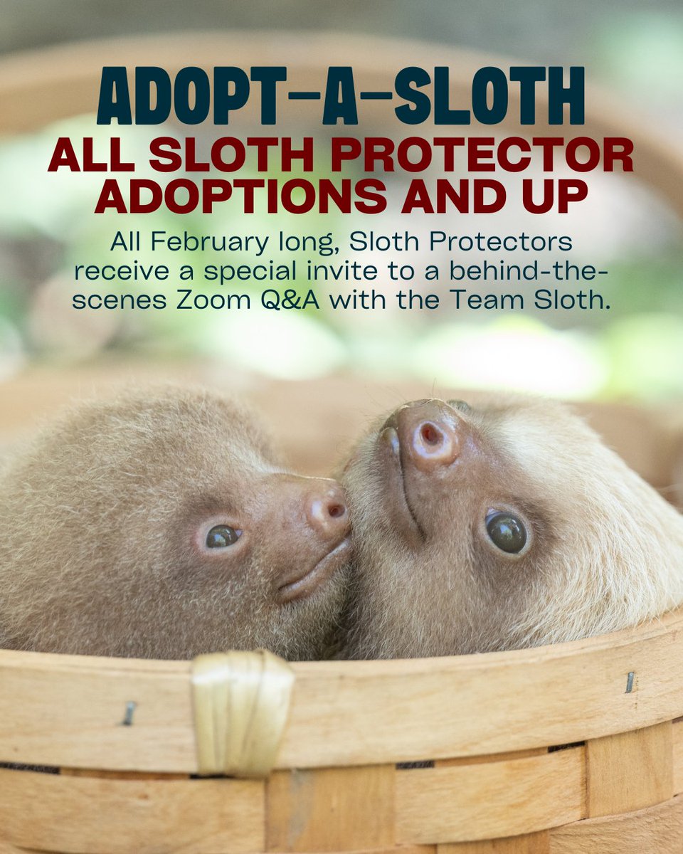 The Sloth Institute tweet media