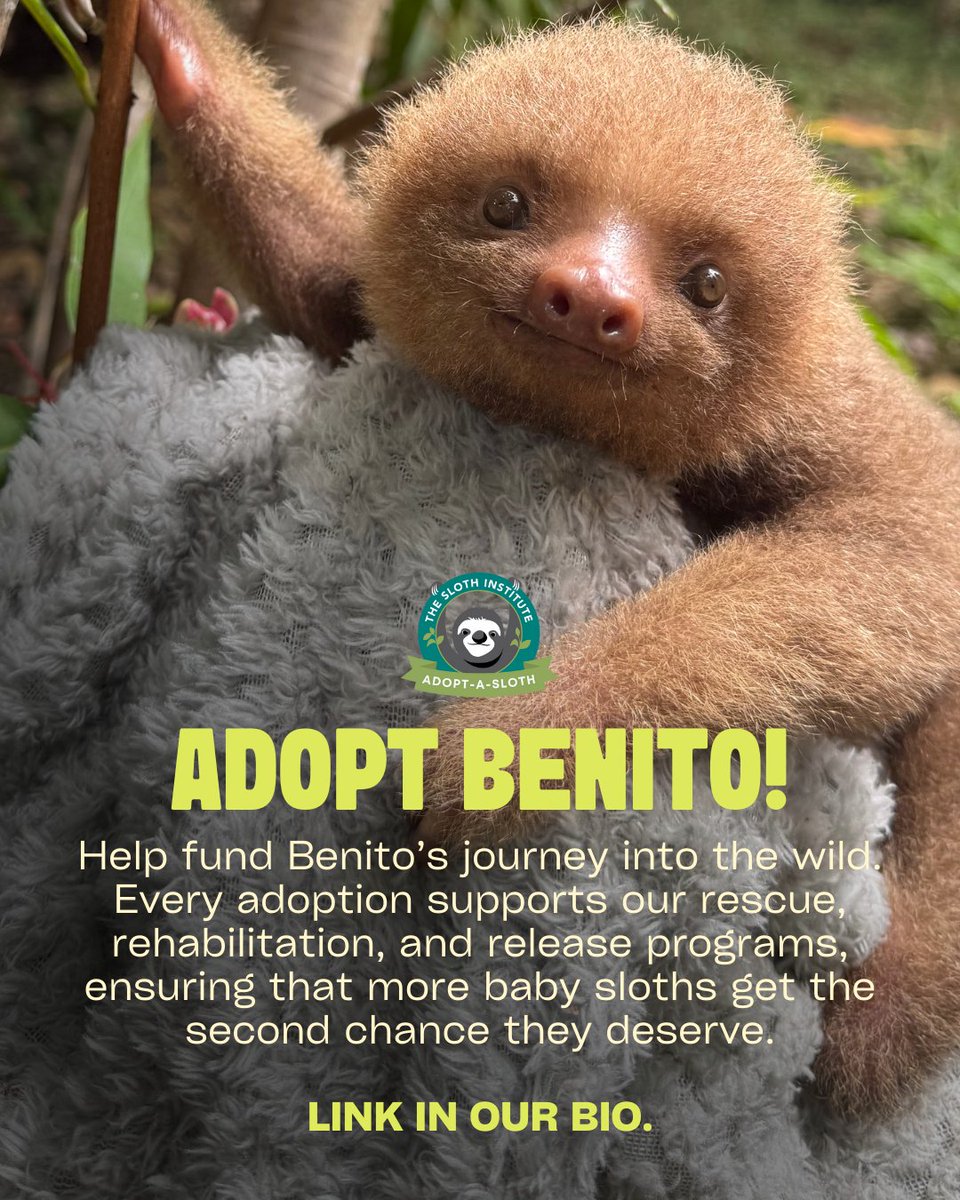 Benito was found and brought into our care as an orphaned baby, all alone in a big, scary world without his mom to show him how to navigate life in the treetops. He is on an upward trajectory, growing stronger and more independent by the day! secure.qgiv.com/for/tsiocrv