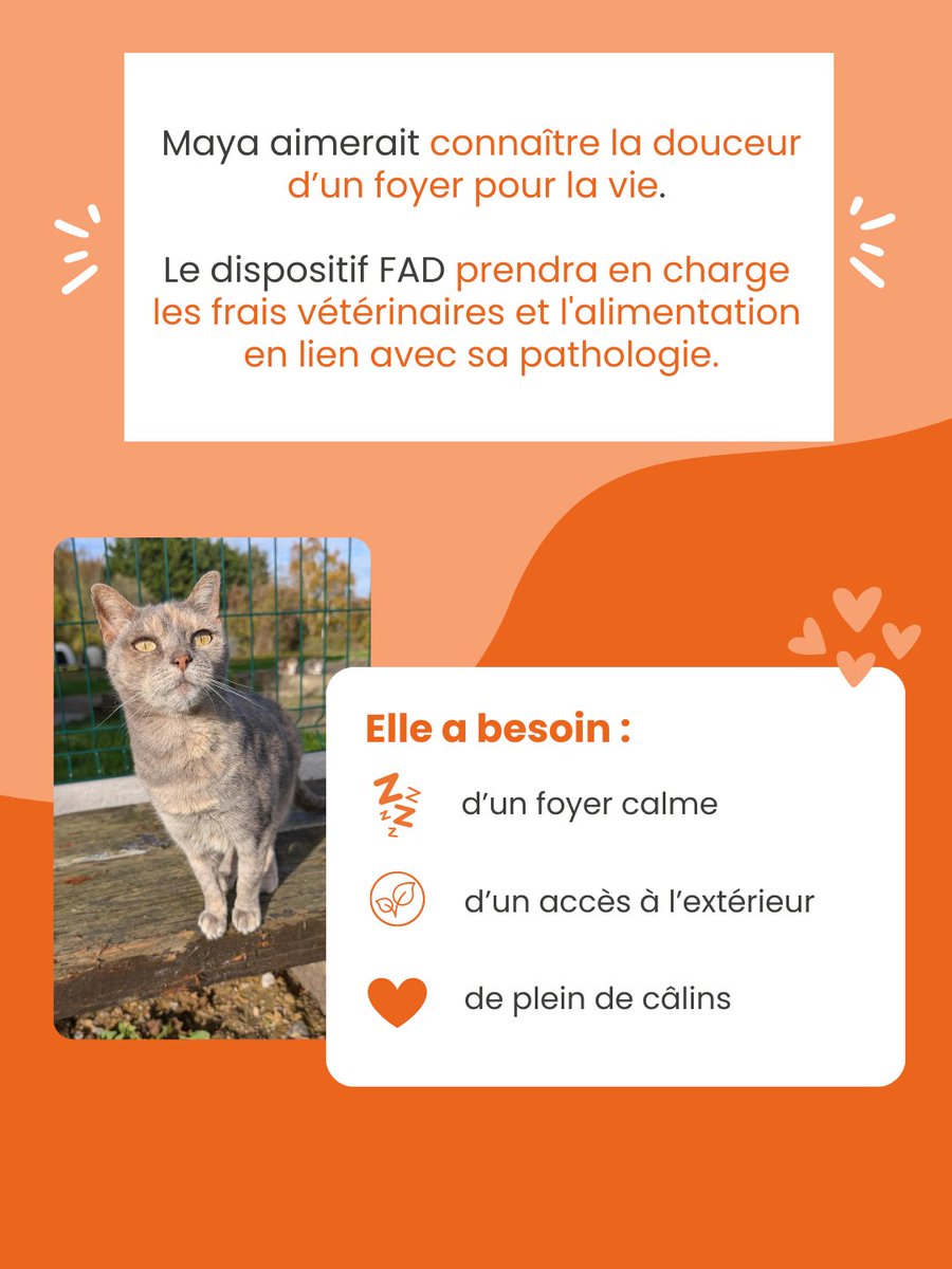 SPA_Officiel's tweet photo. SOS pour Maya 🐾, une chatte à l’adoption au refuge SPA d’Orgeval !​

Câline et proche de l’humain, Maya est une adorable minette qui saura vous charmer avec ses doux ronrons 😺💖.​
​
Malheureusement, elle souffre d'une maladie inflammatoire dermatologique qui nécessite des soins quotidiens.​

Maya est éligible au dispositif FAD (Familles d’Accueil Définitives) 🏡 : une grande partie des frais vétérinaires liés à sa pathologie est prise en charge par la SPA.​

Offrez une seconde chance à Maya… elle le mérite tant ✨💛 !