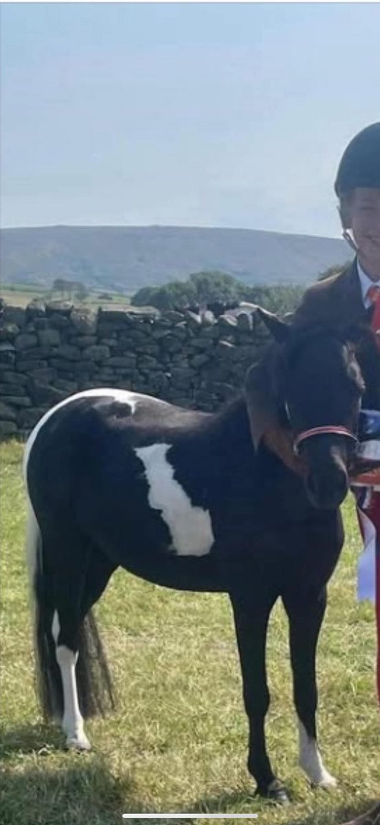 Missing Pets GB tweet media