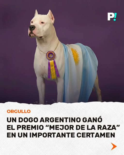 "no hay un negro en la selección argentina"