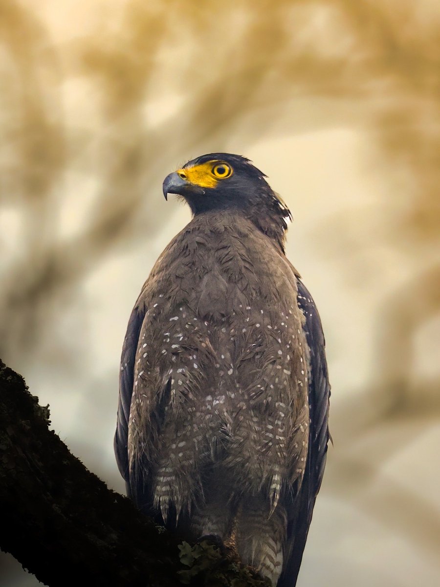 RamBalajiX's tweet photo. Looks like highlighter, works like a weapon. 🦅

#capturedoncanon R6

#WildlifePhotography #Eagle #BirdsOfPrey #NaturePhotography #indianwildlife 

@NatGeo @BBCEarth @Discovery @Canon_India @NatGeoIndia https://t.co/vwAno4Sb0F