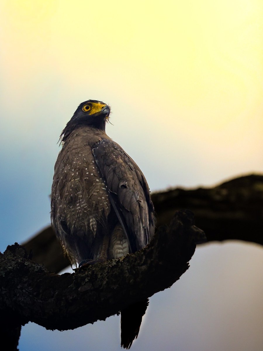 RamBalajiX's tweet photo. Looks like highlighter, works like a weapon. 🦅

#capturedoncanon R6

#WildlifePhotography #Eagle #BirdsOfPrey #NaturePhotography #indianwildlife 

@NatGeo @BBCEarth @Discovery @Canon_India @NatGeoIndia https://t.co/vwAno4Sb0F