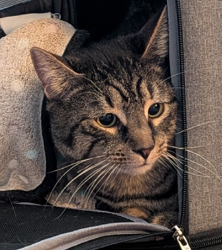 JLthekid9999's tweet photo. 🆘🆘 MILO (ID 240023), 2 YO, MALE– IN QUEENS ACC - came into the shelter as an aco - owner surrender on 10/24/2025, with the surrender reason stated as person health - medical. 🆘🆘 😿 😿 😿 😿
➡️TBD 2/10/26
➡️ TOO LOW ON PLEDGES TO STIMULATE RESCUE INTEREST
➡️🆘🆘 4TH Chance on Emergency Placement List – BEYOND URGENT - NO ROOM IN SHELTER – WILL NOT BE GIVEN MUCH MORE TIME – VERY HIGH EU/SILENT KILL RISK – 🆘🆘 😱🔥🔥😱
➡️ 108 DAYS IN SHELTER – TOO LONG – TIME IS RUNNING OUT
➡️ MILO IS ON THE EPL FOR BEHAVIORAL REASONS -. He is not thriving in the care center and continues to display distance-increasing behavior when approached for interactions. He has not warmed up despite staff using treats to build a positive association. This designation often means that the cat will be given very little time for rescue/foster/adoption. 🔥🔥🔥🔥
What my friends at ACC say about me: Milo is an adult cat that may not have had many interactions with humans from an early age. He is apprehensive of people and while showing no aggressive behaviors, he appears wary of human contact. It is difficult to predict if he will respond to socialization but we recommend offering high value treats and food to help build a positive association to humans. Please be mindful that older cats will require more time and skill in order for them to be comfortable around people. Due to the behaviors seen in the care center, we feel that this cat will do best in an experienced, adult only home. 😿🙏😿🙏😿🙏
NEEDS OUT OF SHELTER ASAP –
Please RT or pledge, if you can, to save this little one.
@AdamsPaulGrimke
💔😿🙏Thank you
