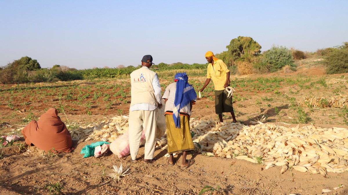 Lifeline Gedo tweet media