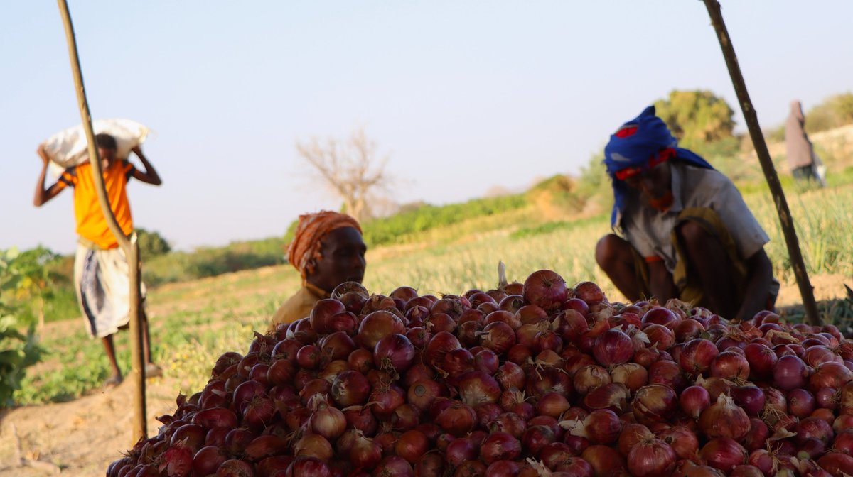 Lifeline Gedo tweet media