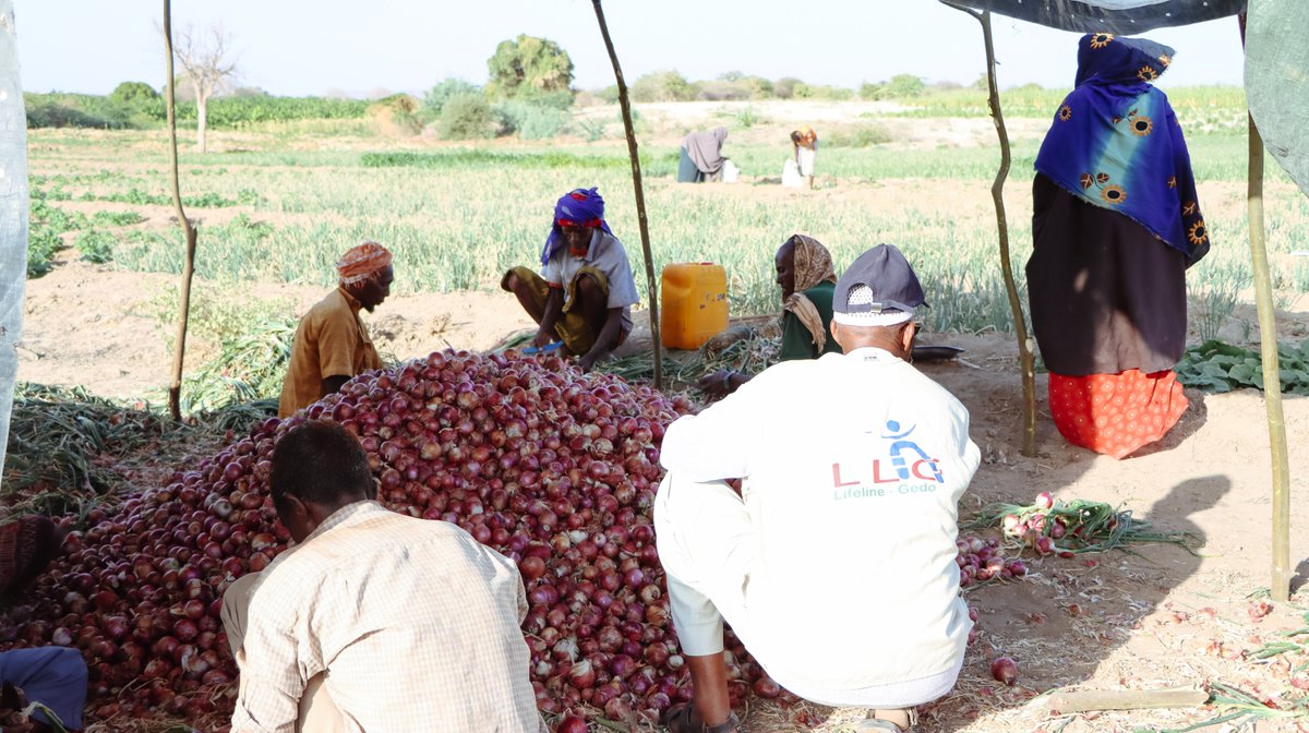 Lifeline Gedo tweet media