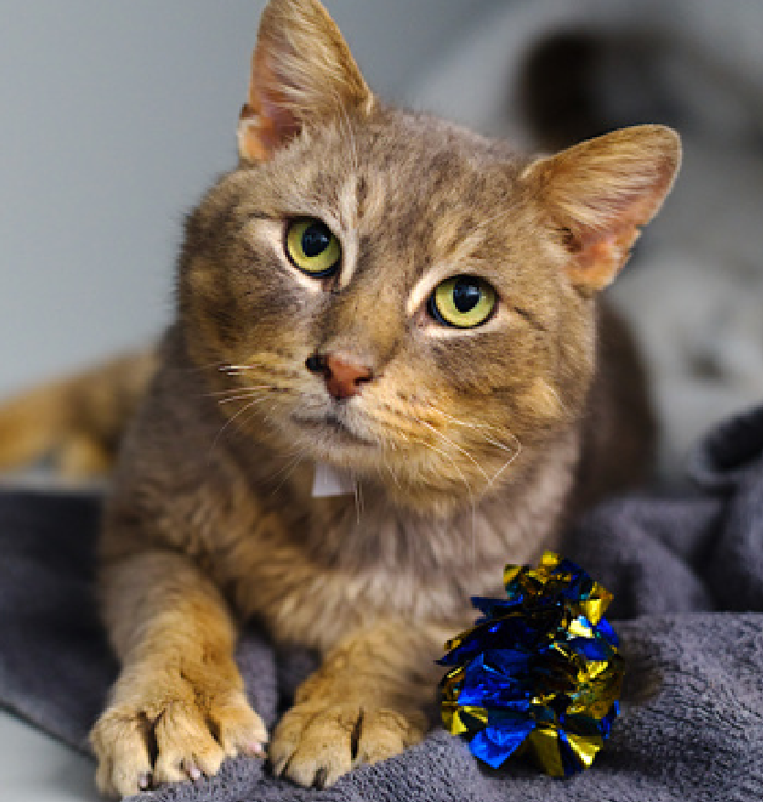 🆘🆘 MOCHI (ID 246512), 3 YO, MALE –  IN QUEENS ACC - came into the shelter as  a stray on 1/29/2026.    🆘🆘 😿 😿 😿 😿

➡️TBD 2/10/26

➡️ MEDICAL PRIORITY – NEEDS MORE CARE AND ATTENTION THAN THE SHELTER CAN PROVIDE

➡️ TOO LOW ON PLEDGES TO STIMULATE RESCUE INTEREST

➡️ 🆘🆘