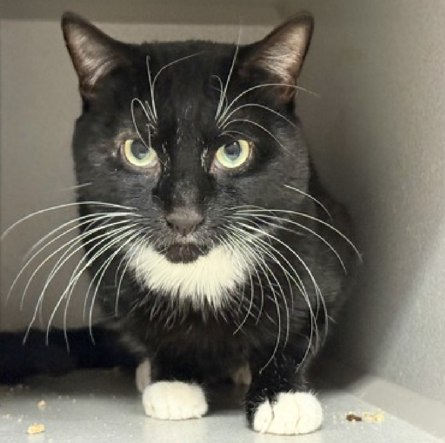 JLthekid9999's tweet photo. ππ CARLOS (ID 244072), 3 YO, MALEβ IN MANHATTAN ACC - came into the shelter as an aco - owner surrender on 12/22/2025, with the surrender reason stated as person circumstance- hoarding situation. ππ πΏ πΏ πΏ πΏ
β‘οΈTBD 2/10/26
β‘οΈ TOO LOW ON PLEDGES TO STIMULATE RESCUE INTEREST
β‘οΈ ππ 2ND Chance on Emergency Placement List β VERY URGENT β ππ π±π₯π₯π±
β‘οΈ 48 DAYS IN SHELTER β TOO LONG β TIME IS RUNNING OUT
β‘οΈ CARLOS IS ON THE EPL FOR BEHAVIORAL REASONS - He is not thriving in the care center and is declining in the Adoptions room. He initially displayed fearful body language and spent his time hiding; then, he warmed up to attention and allowed petting on the head, cheek, and body; however, he is now displaying signs of fearfulness again by hissing or retreating during interactions. βDeclining in the Adoptions Room means that the cat will be given very little time for rescue/foster/adoption. π₯π₯π₯π₯
A volunteer writes: Shy Carlos came to the Care Center a few days before Christmas. Like so many other new arrivals, he's doing his best to adjust to the unfamiliar environment, hanging back shyly and mostly keeping to himself. When team members come by to make friends, he's tolerant and curious, even allowing some pettings. But this tuxie baby is still dealing with the change in his living situation, so we're taking a go-slow approach to help him decompress and feel safe. We don't know much about Carlos' backstory; he came from a home with other cats, so he does have experience getting on with humans and felines alike. If you're a potential pet parent looking to lend a helping hand to a hesitant cat who could use a little love and support to blossom, then Carlos might be the guy you've been looking for. Meet him at the Care Center today! Carlos tolerates attention and petting but appears fearful or stressed in the shelter. He may be a little more independent, and may need time to warm up to his new home. β€οΈ π»β€οΈ π»β€οΈ π»
NEEDS OUT OF SHELTER ASAP β
Please RT or pledge, if you can, to save this little one.
@AdamsPaulGrimke
@mehser12
ππΏπThank you