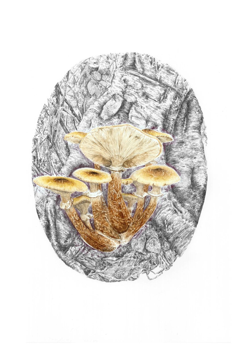 AlessiaMeloni11's tweet photo. #illustrazione ad #acquerello di Armillaria mellea più noto come: famigliola felice o chiodino.  #art #illustration #scientificillustration #watercolor #ink #pen #Mushroom https://t.co/9FEuBlioLC