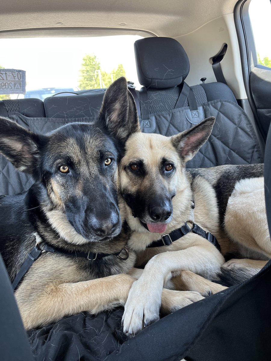 Laura Kosloff tweet media