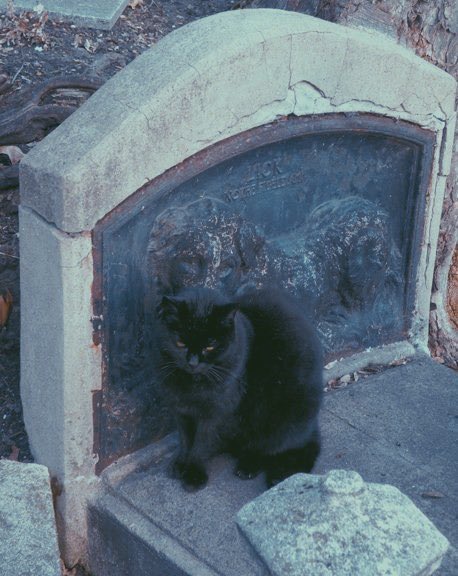 𝔖𝔦𝔩𝔢𝔫𝔠𝔢𝔣𝔬𝔯𝔪𝔶𝔰𝔬𝔲𝔩 (@funeralmind) on Twitter photo 