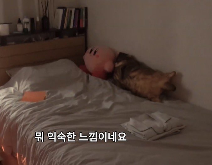 베리나/62/22 tweet media