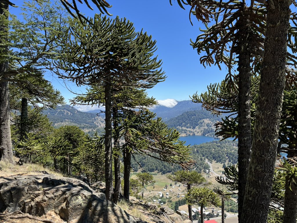 NachoOrtega's tweet photo. Hoy subimos al mirador la bandera de #Icalma. Mucha gente lo hace en 4x4. Si usted puede caminar, hágalo. Es pesado pero va dentro de bosques de hualles, araucarias y cipreses (mi árbol favorito en la vida). #Lonquimay #araucaniaandina https://t.co/e83vdUcbNR