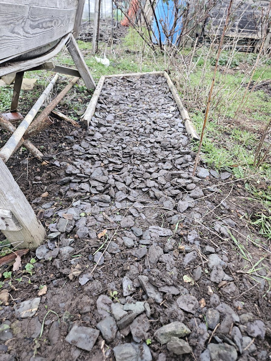GrowingRogueUK's tweet photo. Oh, Winter, curse your thankless #Allotment jobs... I know I'll appreciate once I've repaired this old path in the fruit cage area, but I really do not enjoy this work! Delayed gratification is not ADHD friendly. https://t.co/AhUWRI5MCJ