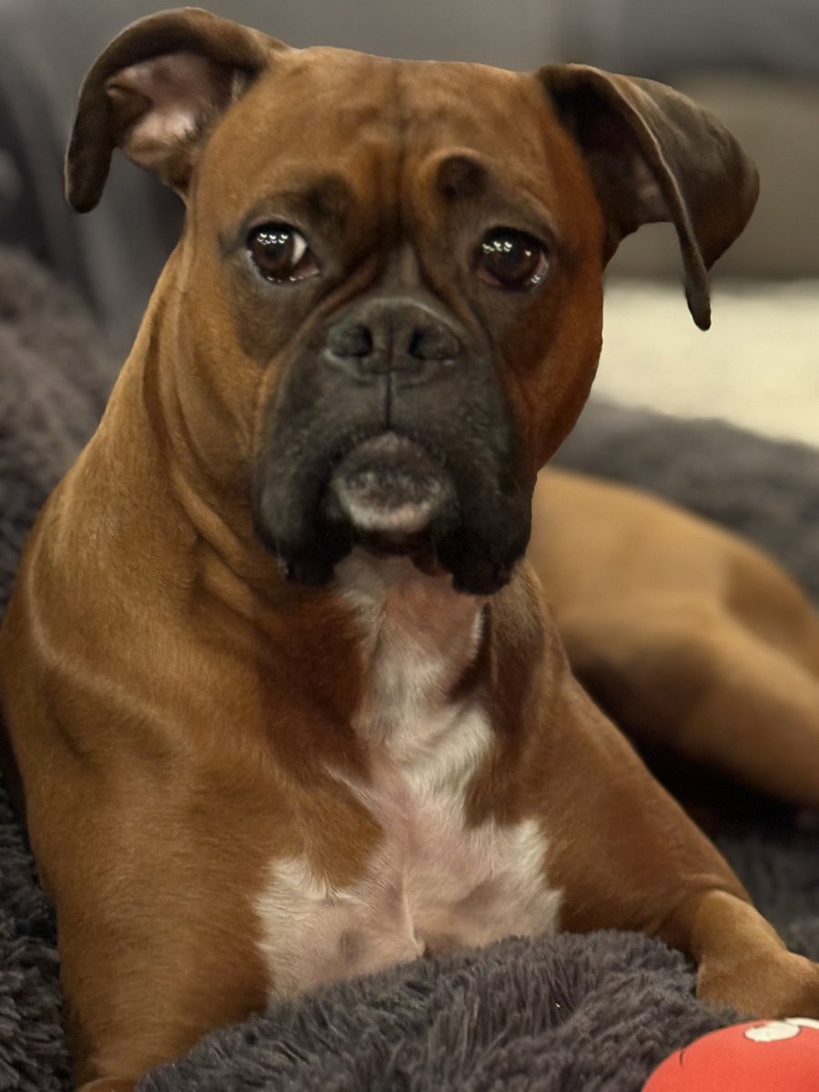 Luna girl on her bed which used to belong to Shadow and Apollo ❤️❤️ 

#boxerpuppy #boxerdogs #boxerlife 
#boxerlovers #boxersrock #boxersoftwitter #boxerdogsoftwitter #dogsoftwitter #dogsofx