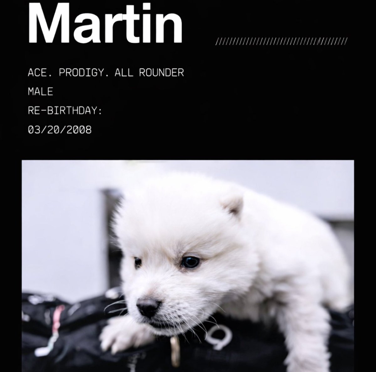 🥹🐕‍🦺

#마틴 #MARTIN