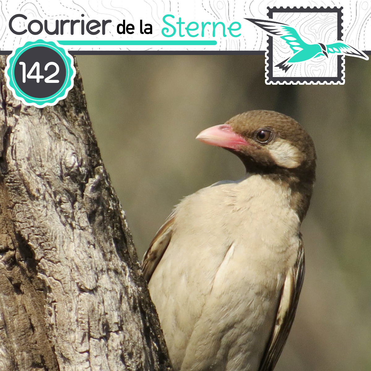 Le Courrier de la Sterne tweet media