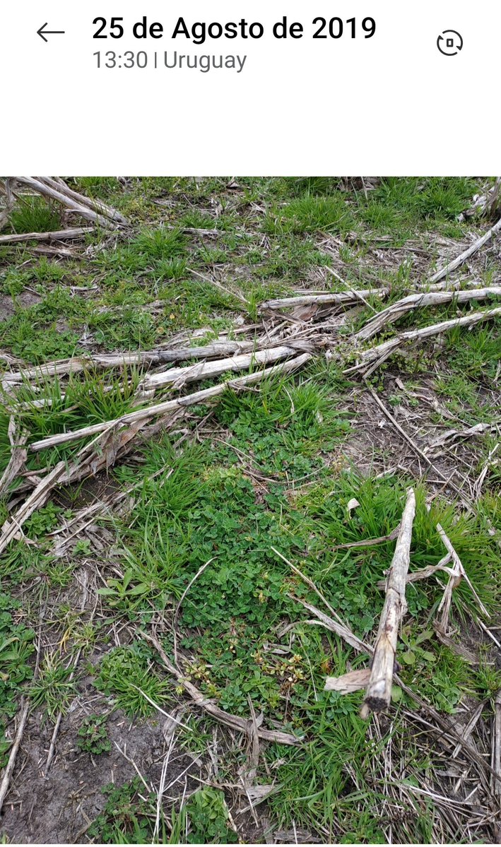 luis_carrau's tweet image. Tras una fase agrícola (2011-2018) el trébol subterráneo volvio a estar presente, con alta productividad,  gracias al banco de semillas duras. 
Sembrado en 1971. 
55 años de adaptación. 
Décadas produciendo proteína y fijando en el suelo nitrógeno atmosférico. 
Para pensar.