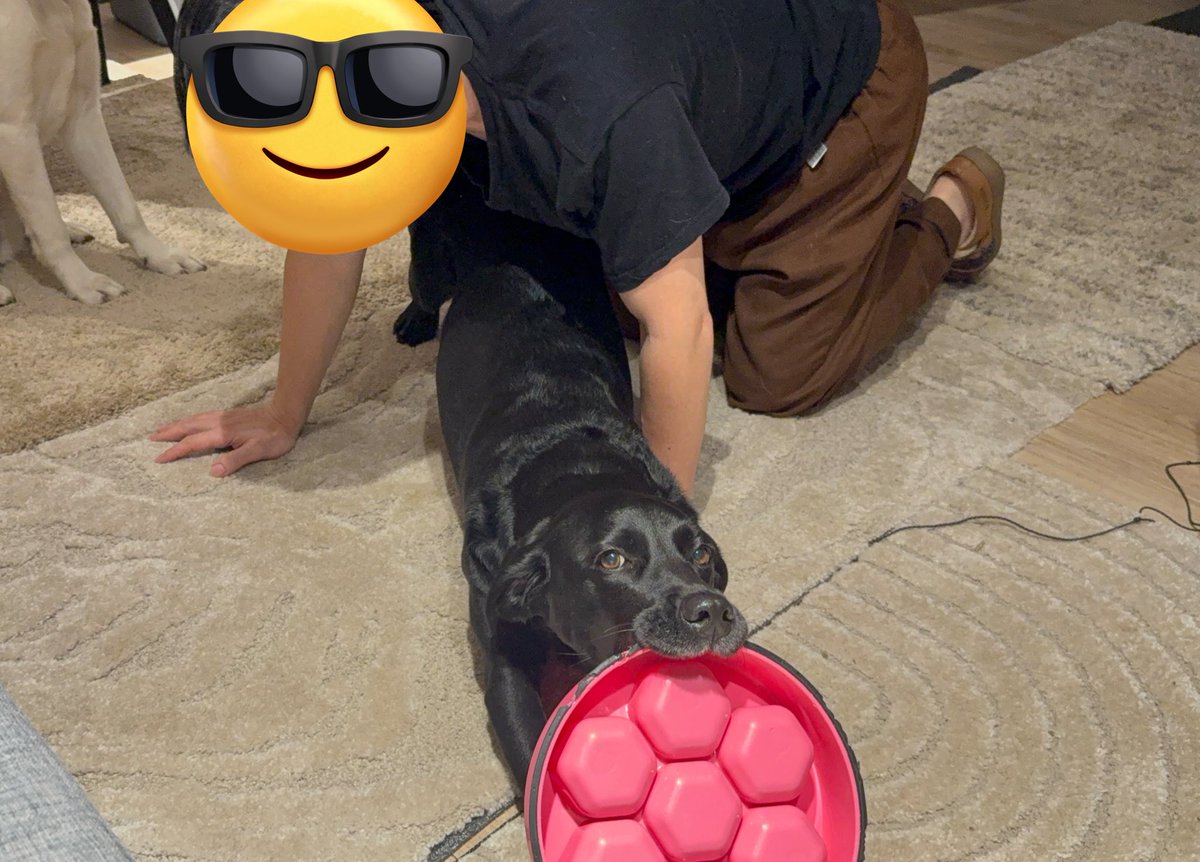 腕立て伏せのお手伝いするモグちゃん🐶 この人達何やってんの？なグリ