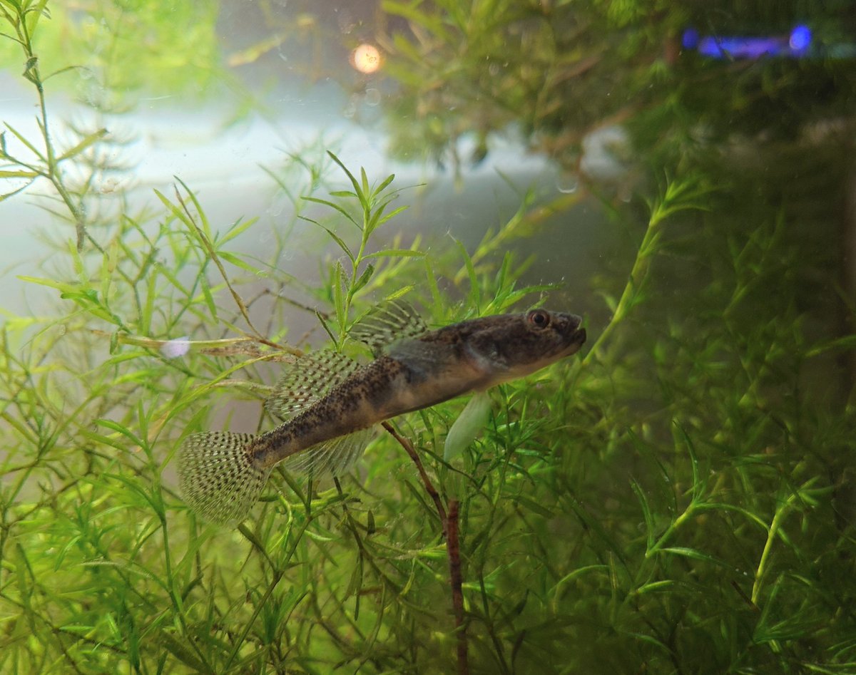 所属しているサークルで飼育中のムサシノジュズカケハゼ
広い水槽で食いっぱぐれないからか、痩せやすい本種も肥えていい感じ

後ろの水草はトリゲモ系の何らか？
(石垣島探訪のついでに収穫したもの)