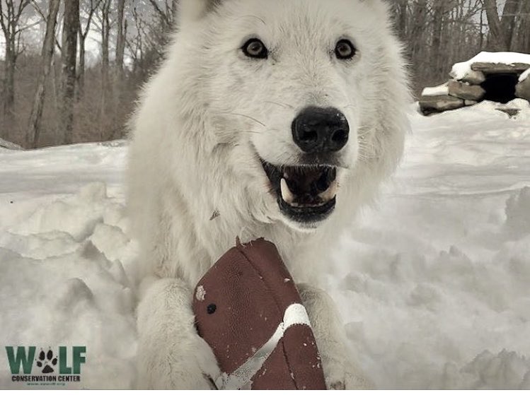 TxStarCat's tweet photo. Put me in coach!! Ambassador Atka memories always a team player! 🏈 #Superbowl2026 #Savewolves 🇺🇸🏈❤️🕊️ 📸 WCC https://t.co/ADnwQVAC2W