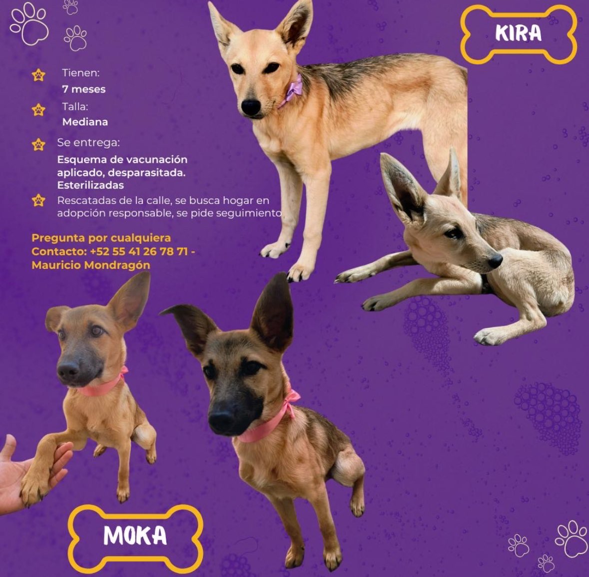 Hace meses publicamos a estas gorditas, desafortunadamente nadie se ha interesado en ellas y aún buscan un hogar!!
Nos ayudarían a seguir difundiendo? 🙏