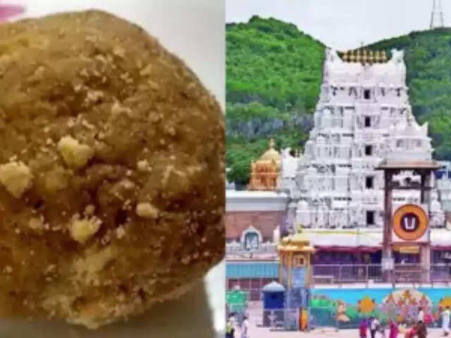 nri_wing's tweet photo. whole laddu controversy has been truly painful, especially for the millions who hold Lord Venkateswara’s prasadam sacred.
Look, that’s the holy Tirupati laddu—golden, steeped in devotion.
Here are a few close-ups—see how divine it looks.
Naidu started it in twenty twenty-four—flat-out claimed the YSRCP era ghee had animal fat, beef tallow, even fish oil, called it an assault on Hindu faith.
Pawan Kalyan turned it into theatre—eleven-day penance, walked barefoot to the temple, screamed Sanatana Dharma’s under attack. He tugged at every devotee’s heart.
Lokesh kept fanning the flame—promised jail time for the “guilty,” repeated it on every mic he grabbed.
But the CBI-SIT final report in February twenty twenty-six? Zero animal fat. Just palm oil, synthetic junk—stuff that started before YSRCP even came in.
The party says it’s pure vendetta—dragged God into the gutter for votes, shattered devotees’ trust.
Now Naidu’s switched tracks—talking “bathroom chemicals” like LABSA. But the beef-fat lie? Already busted.
That’s the malice: they weaponised faith, left millions—here, America, Dubai—questioning their own offering.
A prasadam’s not a slogan. They owe every one of us an apology.