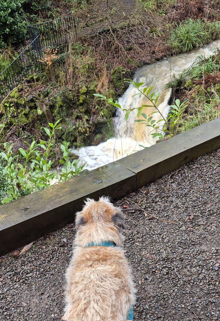 Lord Wicket 🐾🏴󠁧󠁢󠁳󠁣󠁴󠁿 feat. Lady Bogle 🐾🥰 tweet media