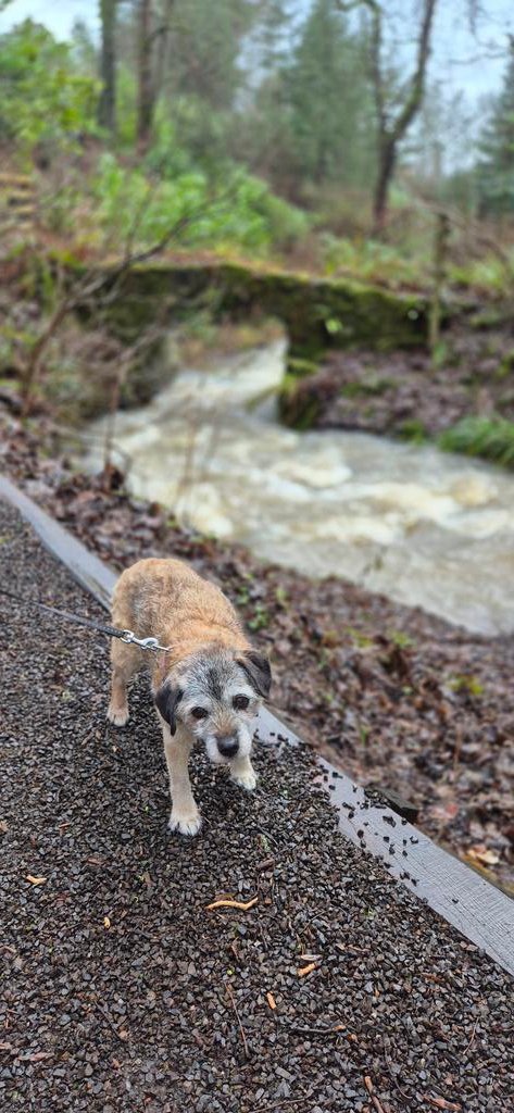 Lord Wicket 🐾🏴󠁧󠁢󠁳󠁣󠁴󠁿 feat. Lady Bogle 🐾🥰 tweet media
