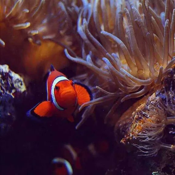 WildLifeCore's tweet image. Tiny fins, big personality 🐠🎪✨
The clownfish dances through coral reefs like a little underwater performer 🌊🌈
Bright, bold, and full of charm—ocean fun in every splash 💛💦 #wildlife #clownfish #fypシviral