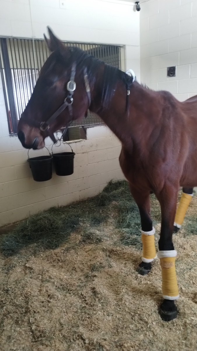FollowingTrend's tweet photo. DULCE DE LECHE, in foal to MYSTIC GUIDE, is overdue but will have her baby when she is good and ready. Probably happier to be inside now rather than out in our frigid winter temps. Everything is 100% and the baby is in correct position. Awaiting the phone call. 🤞 https://t.co/4YA4hEBFy4
