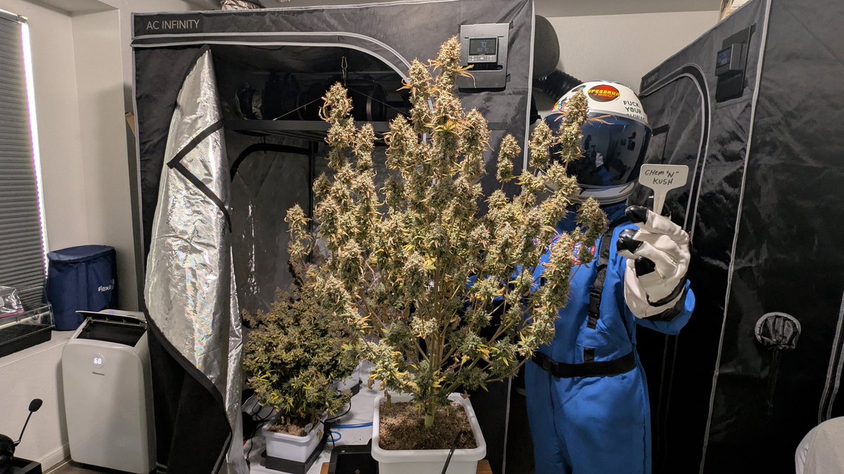 Novacotton tweet media