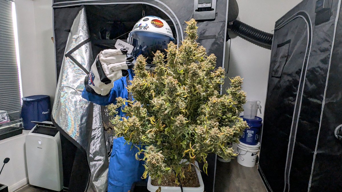 Novacotton tweet media