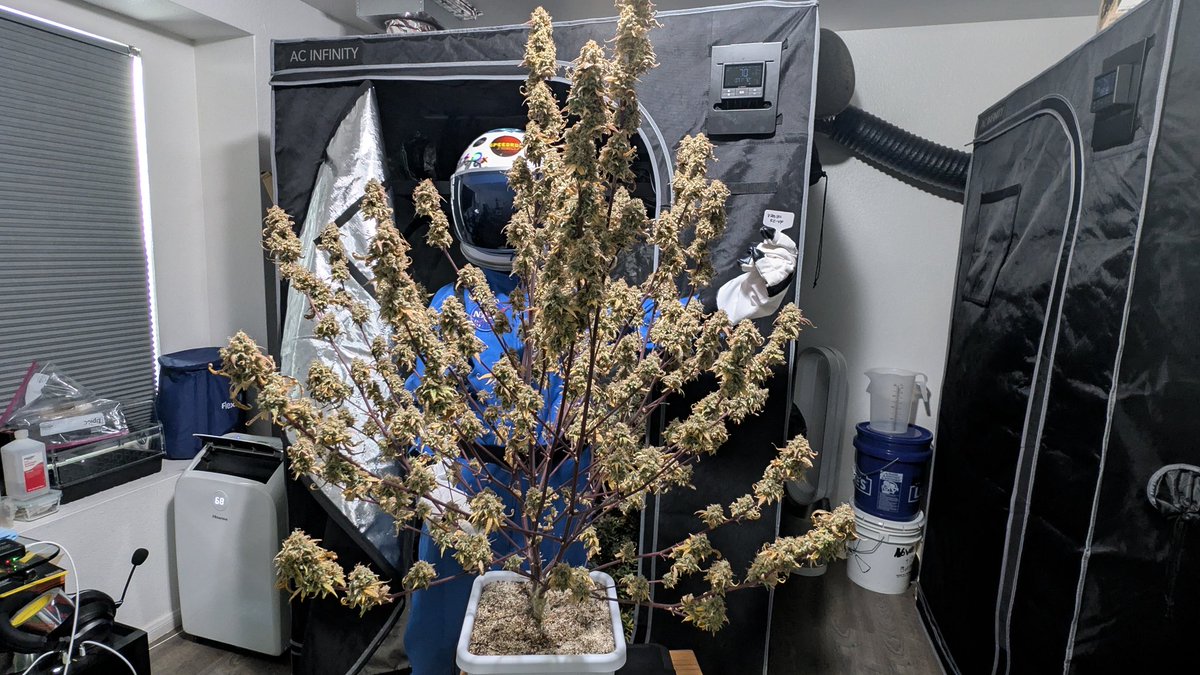 Novacotton tweet media