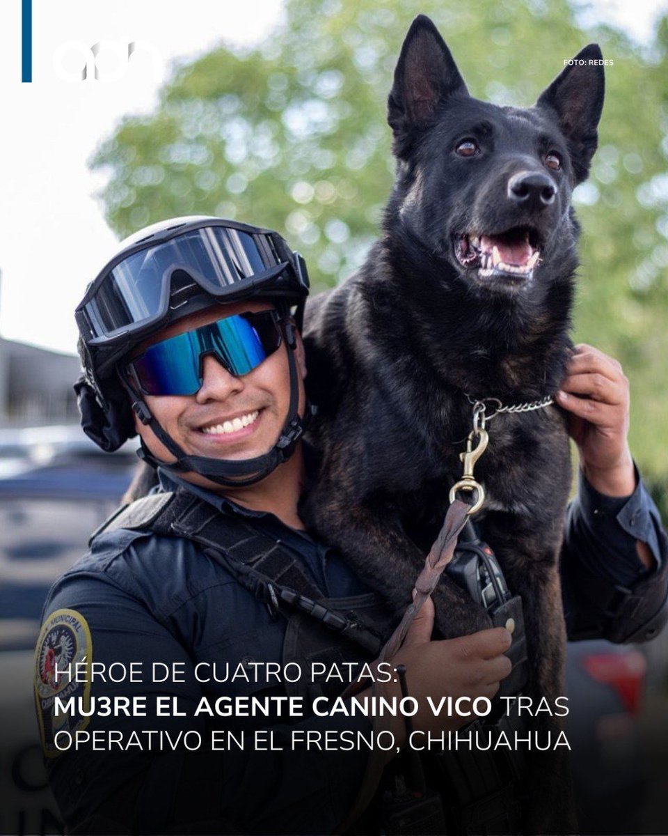 ¡Adiós a un héroe! 🕊️ El agente canino "Vico", del grupo K9 en Chihuahua, falleció tras ser atacado con un machete durante un operativo en El Fresno. "Vico" intervino para neutralizar a un sujeto agresivo que amenazaba a sus propios familiares