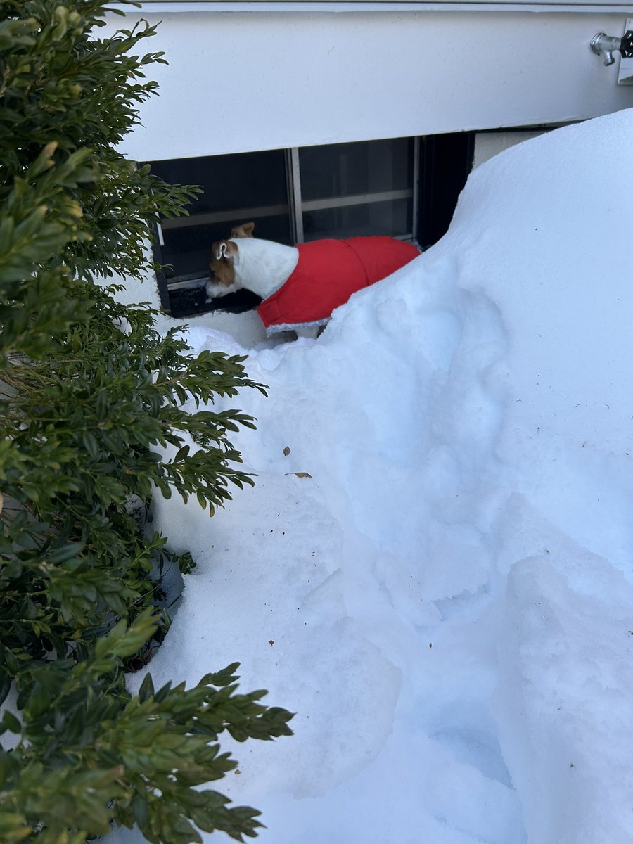BelleLBear's tweet photo. #DeepFreeze #Winter #dogs #dogsoftwitter #dogsX #zshq #sundayvibes 🥶❄️🥶❄️🥶#SnowBabyBea 🥶❄️🥶
Ughhh frens… kinda over my WHOLE BODY wif snow! Pretty sure I spotted ZOMBS behind this glass … 😳😯🫤 https://t.co/Q14WLDwtM8