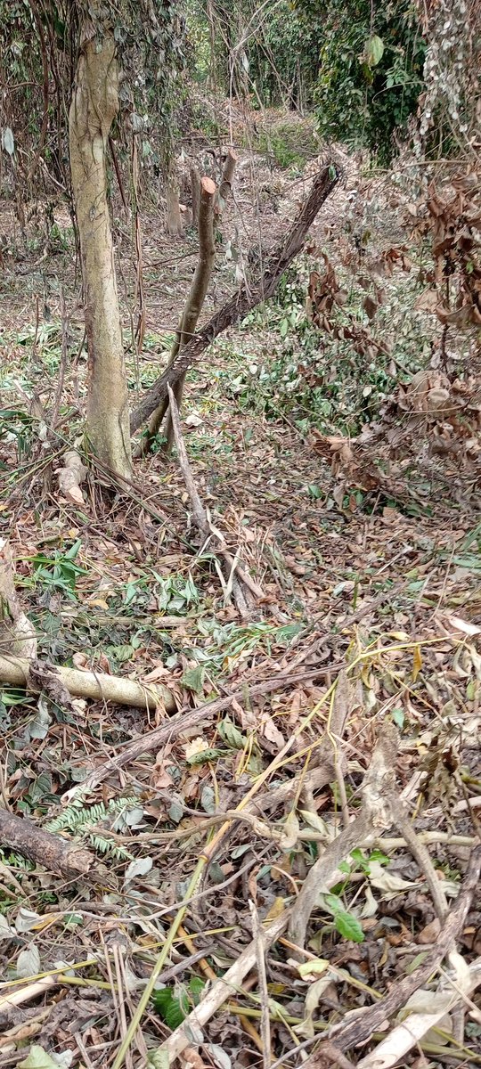 Ferme Agropastorale Kalonda (FAK) tweet media