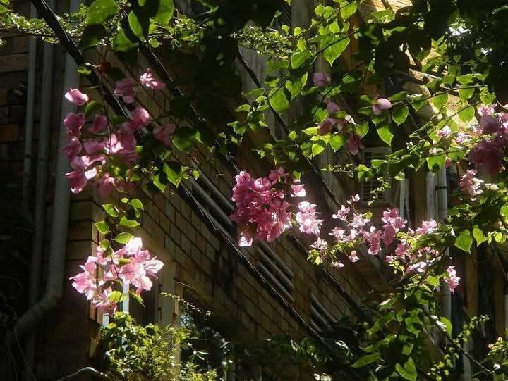 greenvibe's tweet image. 