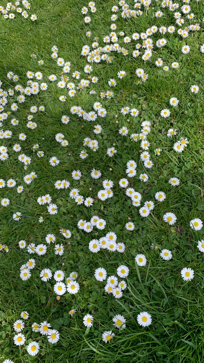 greenvibe's tweet image. 